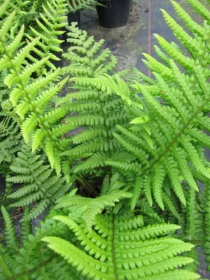 Produktbild von Spreuschuppiger Wurmfarn - Dryopteris affinis - Farne