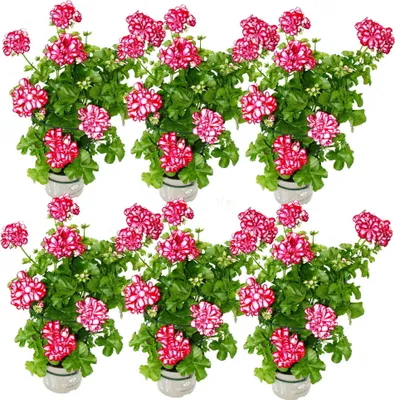 Obrázok produktu pre Závesné muškáty - Pelargonium peltatum - 12 cm kvetinác - sada 6 rastlín cervenej a bielej farby
