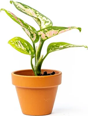 Obrázok produktu pre Gardners Aglaonema Red Valentine, priemer 6 cm