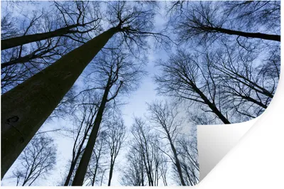 Produktbild von MuchoWow® Wandtattoo Wandsticker Wandaufkleber Wald - Bäume - Himmel 120x80 cm Selbstklebend und Repositionierbar - Selbstklebend - Fototapeten