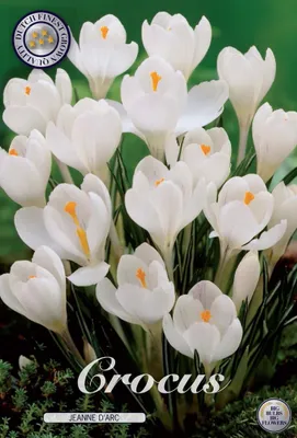 Produktbild von Großblumige weiße Krokusse Jeanne d'Arc Gr. 5-7 / 1000 Blumenzwiebeln