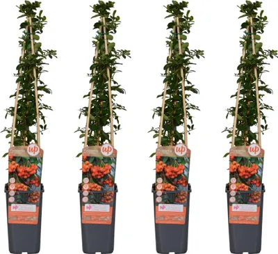 Produktbild von Feuerdorn Orange Glow – Pyracantha – Ø15cm – 65cm hoch – 4 Pflanzen – Frosthart – Beerenpflanze – Hecke & Gartenakzent