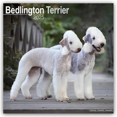 Zdjęcie produktu dla Bedlington Terrier 2025 – kalendarz na 16 miesięcy