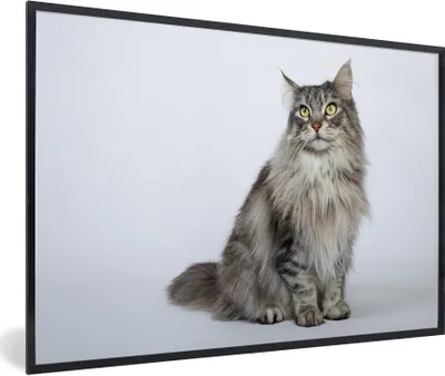 Produktbild von MuchoWow® MuchoWow® Gerahmtes Poster Porträt einer grauen Maine Coon Katze 60x40 cm - Poster mit zchwarzem Bilderrahmen - Printing - Wanddeko Schlafzimmer