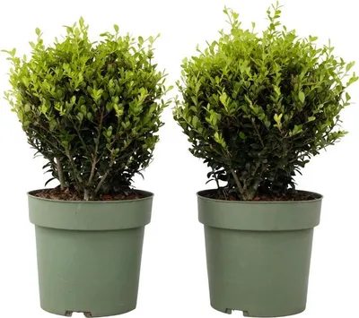 Two potted plants are shown against a white background.