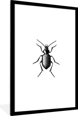 Produktbild von MuchoWow® Gerahmtes Poster Käfer - Tiere - Vintage - Schwarz und weiß 60x90 cm - Poster mit Schwarzem Bilderrahmen Wandposter Rahmen Foto Bilder - Dekoration - Wandposter Wohnzimmer - Hochwertig