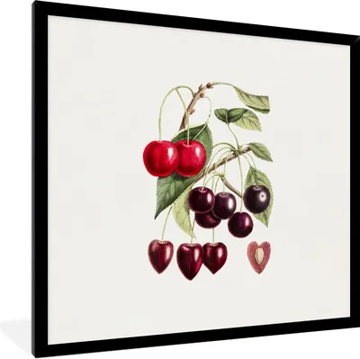 Produktbild von MuchoWow® Gerahmtes Poster Kirschen - Obst - Jahrgang 40x40 cm - Poster mit Schwarzem Bilderrahmen Wandposter Rahmen Foto Bilder - Mit Rahmen - Wanddekoration Schlafzimmer