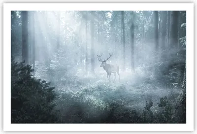 Produktbild von Poster - Poster ohne Rahmen - Hirsch Wald Morgendämmerung - 91,5x61 cm - Wand Bild - Wanddeko - Wandbilder - Kunstposter - Wandposter - Bilder - Kunstdruck - Wanddekoration - Wandbild P2XAA91x61-4667