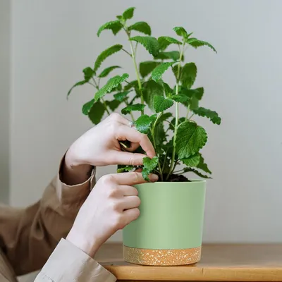 Zdjęcie produktu dla Zestaw 2 doniczek Bumper, 12,7 cm, doniczki do roślin domowych z otworami drenażowymi i wyjmowaną podstawą, podstawka, nowoczesna dekoracja do roślin ogrodowych na zewnątrz (zielona 12,7 cm)
