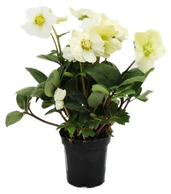 Imagen del producto de Rosa de Cristo - Helleborus niger - Maceta de 9 cm