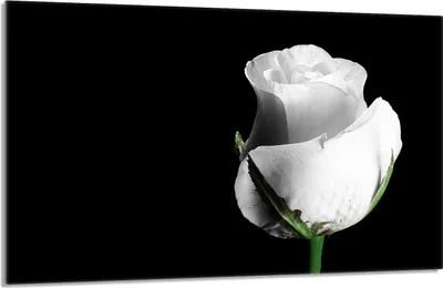 Image de Plaque de recouvrement pour cuisinière 80x52cm en 1 partie Couverture de plaque vitrocéramique Protection contre les éclaboussures, Rose Noir