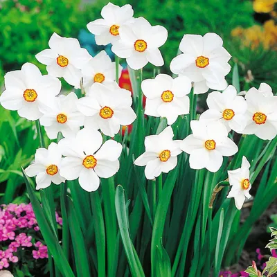 Zdjęcie produktu dla Narcyz Botaniczny Actaea Pachnie 5 szt. Narcyzy Cebule Cebulki Kwiaty