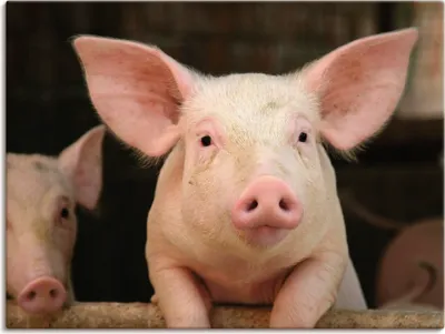 Produktbild von ARTland Leinwandbild Vorwitziges Schwein Größe: 80x60 cm