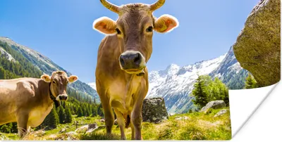 Produktbild von MuchoWow® Poster Kühe - Sonne - Österreich 120x60 cm - Bild