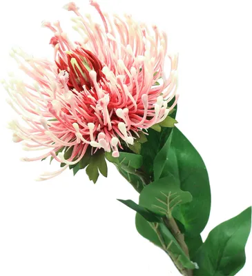 Produktbild von Künstliche Protea für exotische Blumenarrangements und Dekoration