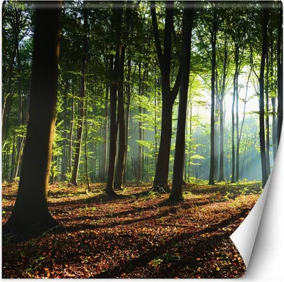 Obrázek produktu pro Nástěnná malba large lesní stromy slunce příroda tapeta na stěnu 250x250 cm barva Zelená téma Krajiny