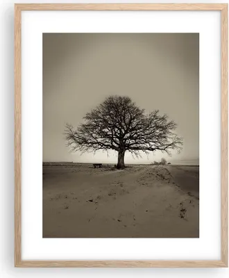 Produktbild von Gerahmtes Poster - Rahmen in heller Eiche - Baum Schnee Sepia - 40x50 cm - Wand Bild - Wanddeko - Wandbilder - Wandposter - Bilderrahmen - Bilder - Kunstdruck - Wandbild - P2NPA40x50-4161