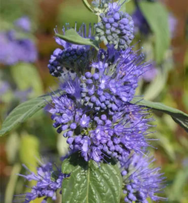 Produktbild von Bartblume ´BLUE EMPIRE´ 20-30 cm, Cont. 3 l, KI-generiertes Bild