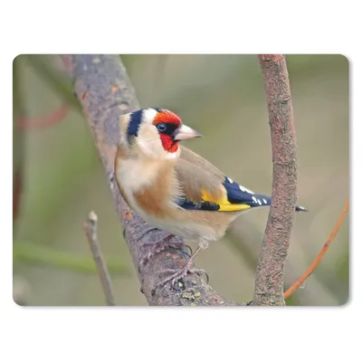 Produktbild von MuchoWow® Mauspad Mousepad Stieglitz zwischen den Zweigen eines Baumes 23x19 cm - Mousepads - Maus Mat - Pad - Mausunterlage - Schreibtischunterlage - Mauspad