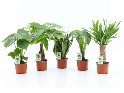 Produktbild von Zimmerpflanzen Mix 5er Set