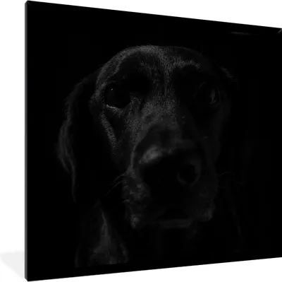 Produktbild von MuchoWow® MuchoWow® Gerahmtes Poster Hund - Schwarz - Labrador 40x40 cm - Poster mit zchwarzem Bilderrahmen - Mit Rahmen - Wanddekoration Schlafzimmer