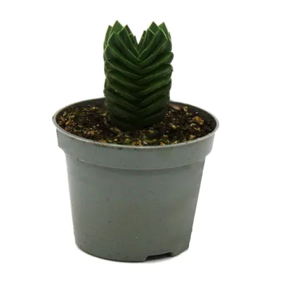 Obrázok produktu pre Sukulent - Crassula Buddha's Temple - Mini hrncek - 6 cm