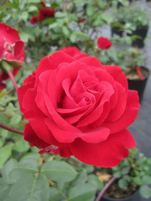 Produktbild von Rosa Störtebeker ® - Edelrose Störtebeker ® - Tantau Rose