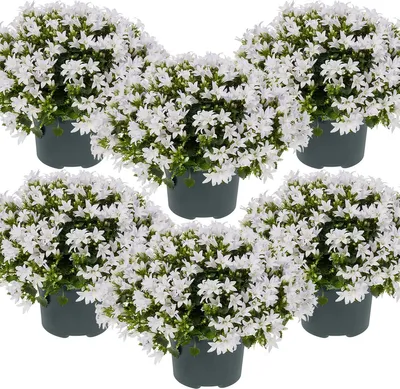 Produktbild von 6er-Set - Campanula Ambella White - Glockenblume - Bodendecker - Gartenpflanzen - Winterhart - Tierfreundlich - 10-20 cm Hoch - Topf 10,5 cm