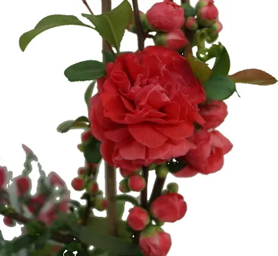 Produktbild von Zierquitte `Pink Storm´ - Chaenomeles japonica - 40-60cm im 3 Liter Topf