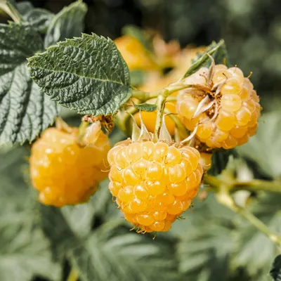 Obrázok produktu pre Žltá malina Rubus idaeus Fallgold, 2 rastliny, mrazuvzdorná, 15 cm, 50 cm, ovocná rastlina