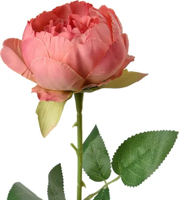 Produktbild von Clayre & Eef Kunstblume Rose 62 cm Rosa Kunststoff