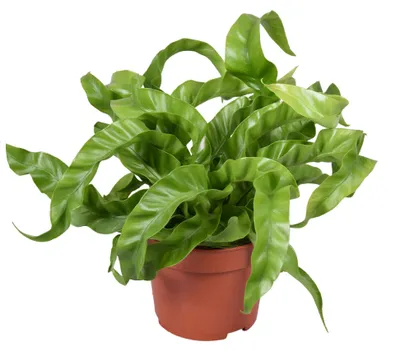 Produktbild von Asplenium antiquum Hurricane Topf 12 cm Ø Nestfarn - Luftreinigende Zimmerpflanze - Grünpflanze