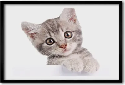 Produktbild von Bild 60x40 MDF-Rahmen, Wandkunst graue Katze