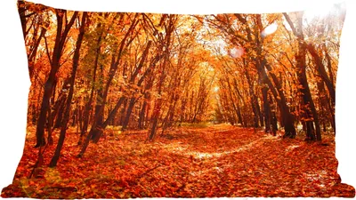 Produktbild von MuchoWow® Zierkissen Sofakissen Wohnzimmer Dekokissen 60x40 cm Herbst - Wald - Laub - Jahreszeiten - Kopfkissen - Polster mit Foto