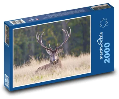 Obrázok produktu pre Puzzle 2000 Jeleň v lesnej krajine - martinpuzzle