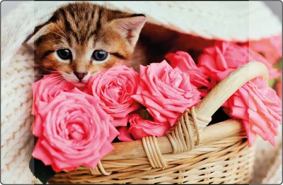 Immagine prodotto di Kangaro k-0014d118 blocco da tavolo PP 38x58cm kitten