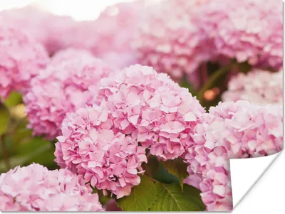Produktbild von MuchoWow® Poster Busch - Blumen - Rosa - Hortensie 80x60 cm - Kunst für zu Hause