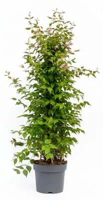 Produktbild von Kolkwitzia amabilis, Kolkwitzie, 80–100 cm, rosa Blüten, pflegeleicht