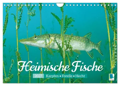 Produktbild von Heimische Fische: Karpfen, Forelle, Hecht (Wandkalender 2027 DIN A4 quer), CALVENDO Monatskalender