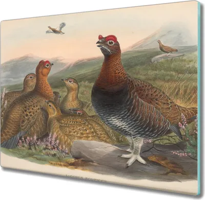 Produktbild von Coloray Herdabdeckplatte 60x52 cm Schneidebrett Kochplattenabdeckung Küchenbrett Hackbrett - Vögel Tiere