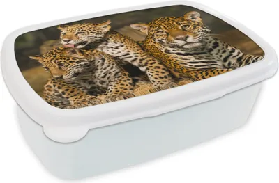 Produktbild von KitchenYeah® Lunchbox Brotzeit Brotdose 17x11 cm Leopard - Wilde Tiere - Natur Kinder Brotzeitdose - Lunch Box - Kinder - Sandwich-Box - Schulbox - Lunch Boxen
