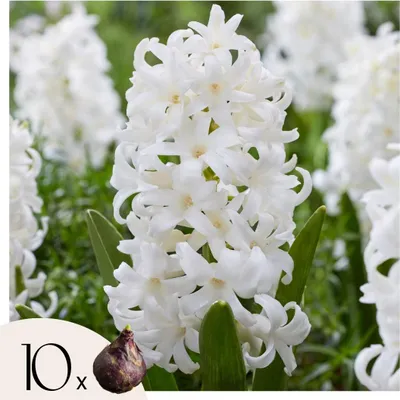 Zdjęcie produktu dla Hiacynt - 10 szt - Hyacinthus 'Carnegie' - Cebulki kwiatowe - Biały