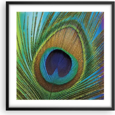 Produktbild von Gerahmtes Poster - Schwarzer Rahmen - Pfauen Federn Regenbogen - 50x50 cm - Wand Bild - Wanddeko - Wandbilder - Kunstposter - Wandposter - Bilderrahmen - Bilder - Kunstdruck - P2BAC50x50-4385