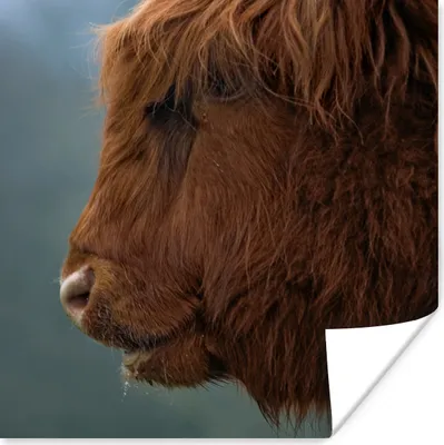 Produktbild von MuchoWow® Poster Schottische Highlander - Tiere - Nebel 75x75 cm - Wand Dekoration
