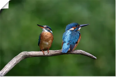 Produktbild von ARTland Poster Zwei Eisvogel Größe: 30x20 cm