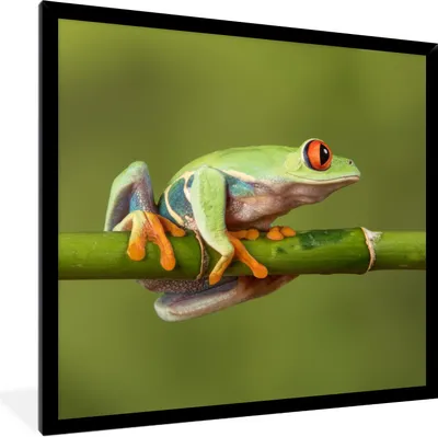 Produktbild von MuchoWow® Gerahmtes Poster Rotäugiger Quecksilberfrosch auf Bambus 40x40 cm - Poster mit Schwarzem Bilderrahmen Wandposter Rahmen Foto Bilder - Mit Rahmen - Wanddekoration Schlafzimmer
