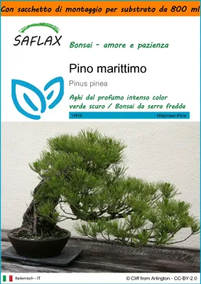 Immagine prodotto di SAFLAX Garden in the bag - Pino marittimo - 6 semi - Pinus