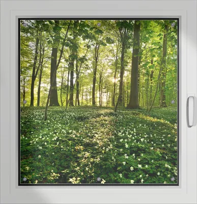 Produktbild von Wallario Lichtschutzbild, Dekorativer Sichtschutz Sonnenschutz 96 x 100 cm mit Motiv: Waldanemonen und Sonnenstrahlen im Wald - Verdunklung ohne Bohren