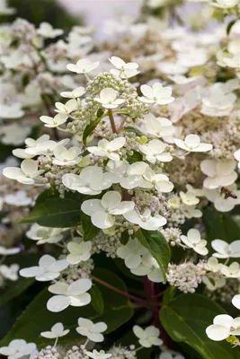 Produktbild von Hydrangea paniculata 'CONFETTI', Rispenhortensie, 40–60 cm, bunt