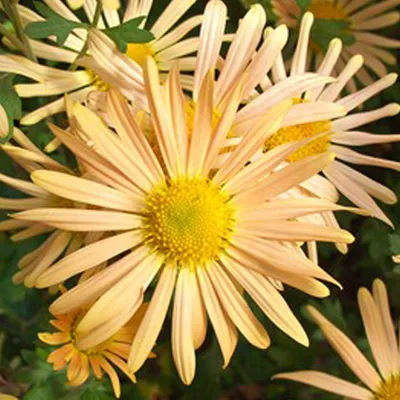 Obrázok produktu pre 6 ks skorých zimných astier - Chrysanthemum 'Mary Stoker' | Kvetináč 9x9 cm